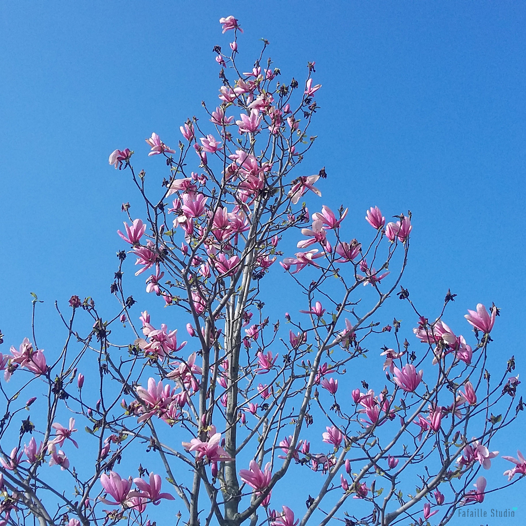Cerisiers en fleurs